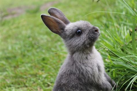Why Do Rabbits Have Long Ears How It Works