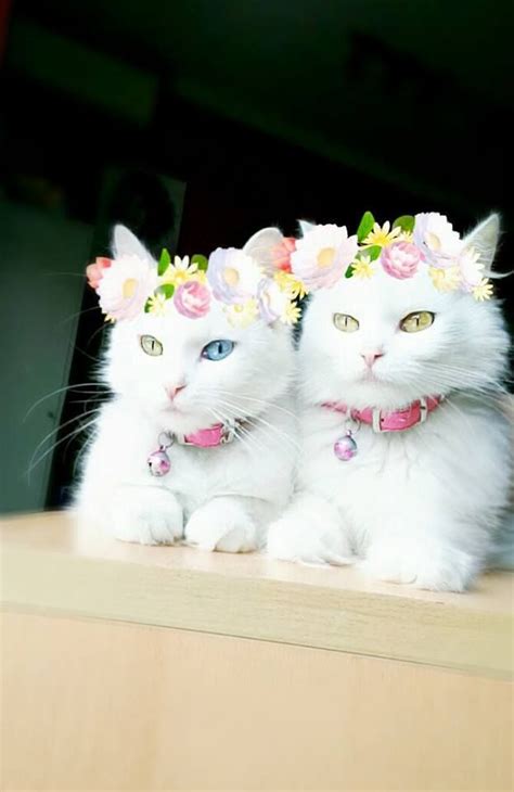 23269 Best Images About Cute Kittens On Pinterest White Kittens Maine Coon Kittens And Baby Kitty