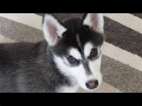 Cool free live wallpaper with a water ripple effect. Husky Puppy Live Mail Unboxing And Q&A - YouTube