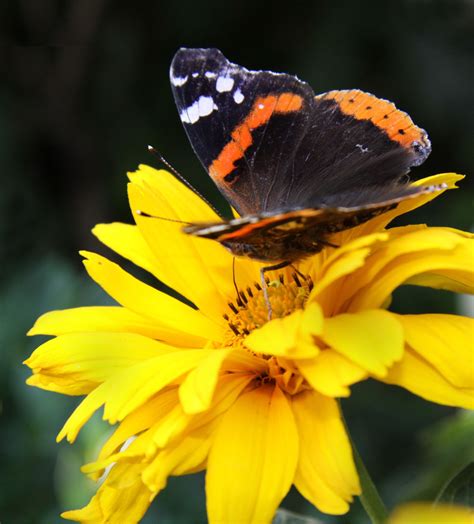 Do banana peels attract butterflies? Butterflies are attracted to yellow flowers. | Plants that ...