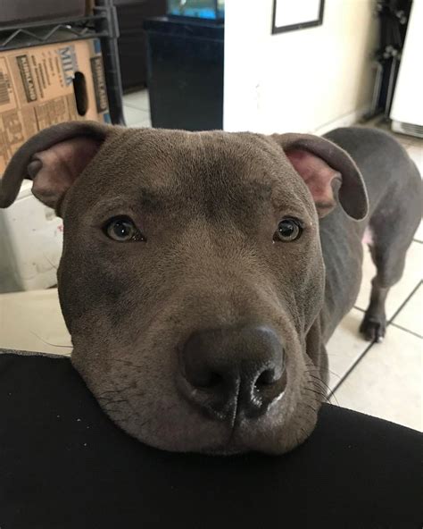 14 Insanely Cute Pics Of Blue Nose Pits Pitbull Terrier Pitbulls