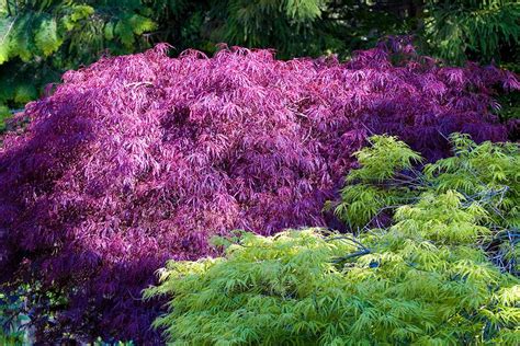 How To Grow And Care For Weeping Japanese Maples Barclay Bryan Press
