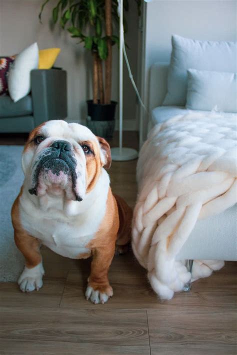 Have You Ever Wondered Why English Bulldog Have Wrinkles Here Are The