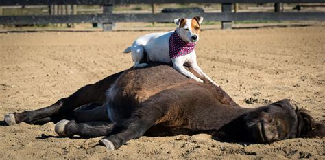 Jack Russell And Horse Show Their Incredible Bond As Pooch Rides Pal