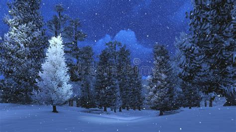 Snowy Pine Forest At Snowfall Night Stock Photo Image Of Cold