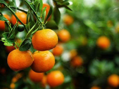 Growing Tangerines Tips About Caring For Tangerine Trees