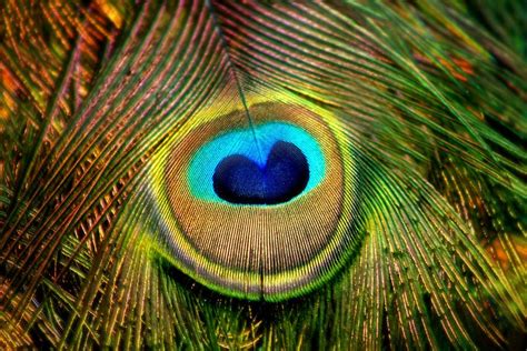 Eye Of The Peacock Feather Photograph By Tracie Kaska