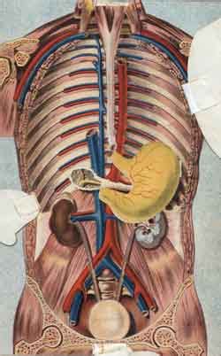 The history of biliodigestive surgery was more common in. The open flap pull apart anatomy person, revealing organs ...