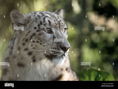 Beautiful Female Snow Leopard Head Shot Stock Photo Alamy