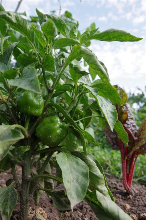 We did not find results for: Berlin Pankow » bauerngarten