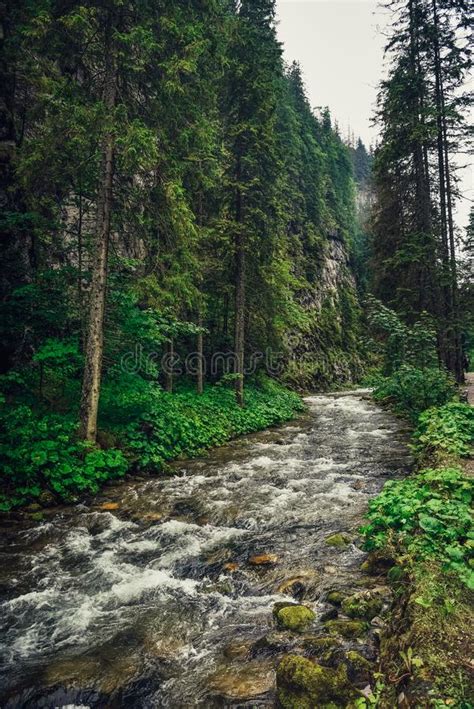 Mountain Creek River Flowing Between The Forest Stock Image Image