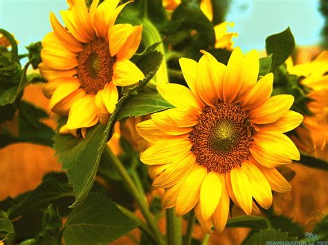 Sunflower Wallpapers 72 Images