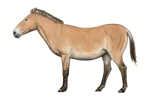 The Breeding-back Blog: Examining a Pleistocene Wild horse's body