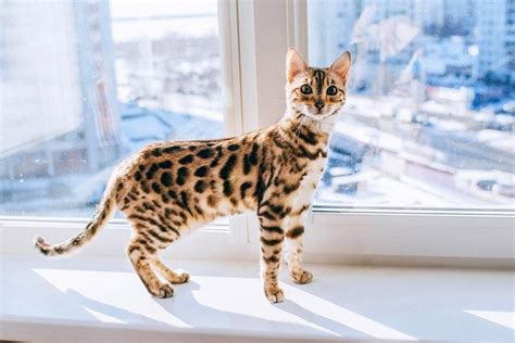 Bengal Cat Breed Info Temperaments Traits And Pictures Excited Cats