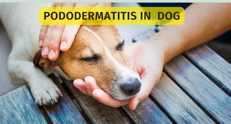 7 Pododermatitis Dog Home Remedy Cause And Symptoms