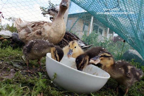 Provide fresh water at all times. What Do Ducks Eat? Raising Ducks in Galway