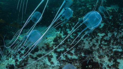 Box Jellyfish National Geographic