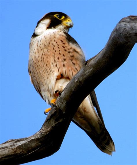 The area covered by this list is the africa region defined by the american birding association's listing rules. Taita Falcon