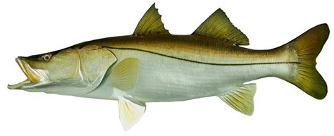 44 Inch Snook Common Fish Mounts Official Site