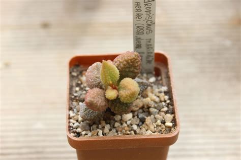 Adromischus Marianiae Var Herrei — Cactus Shop