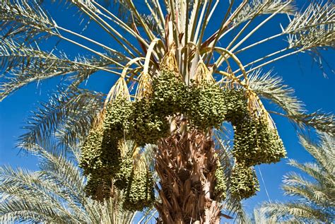 Palms used for food and drink. 9 Types of Palm Trees That Thrive in Warm Climates - Bob Vila