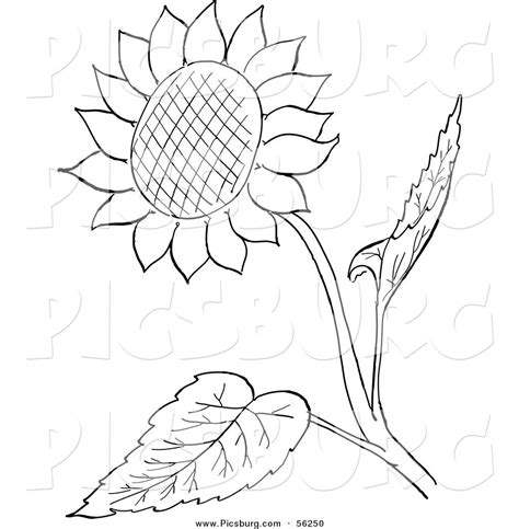 Sunflower Clipart Black And White Pictures On Cliparts Pub 2020 🔝