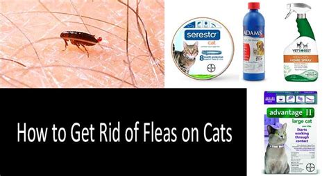 Best Flea Treatments For Cats Top 8 Drops Pills Sprays And A Shampoo