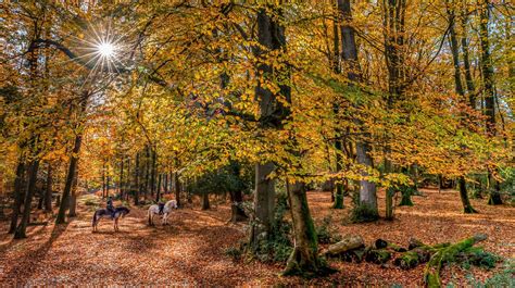 The Most Enchanting Forests In The Uk