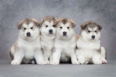 Where To Find Alaskan Malamute Puppies For Sale Dogable