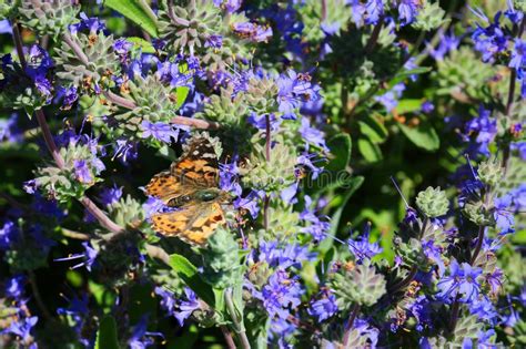 Painted Lady Butterfly Migration California Stock Image Image Of