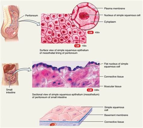 Epithelial Tissue Cells