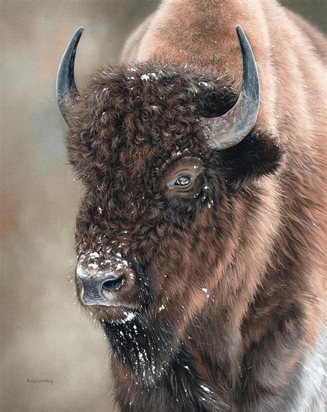 American Bison Portrait Painting Painting By Rachel Stribbling Fine