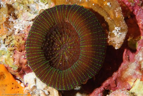 Solitary Disk Coral Scolymia Wellsii Colors Of The Reef
