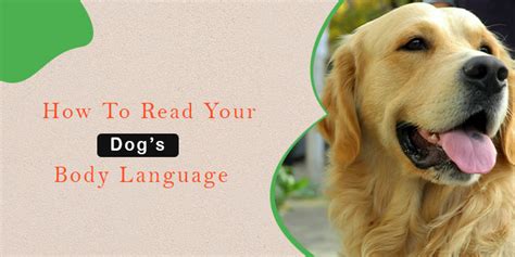 How To Read Your Dogs Body Language