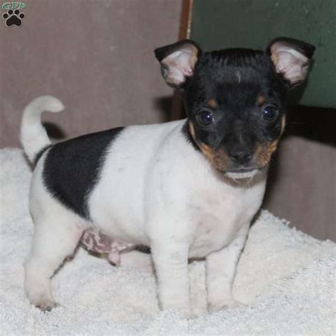 They will fight with other dogs, if not properly trained. Cutie - Smooth Fox Terrier Puppy For Sale in Pennsylvania