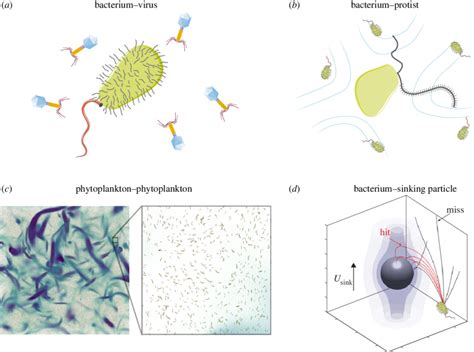 Encounters Of Cells With Resources And Other Microorganisms Control The
