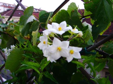 Delicati ed eleganti, sono perfetti per il giardino i fiori bianchi conferiscono varietà cromatica al nostro giardino (ma anche alla nostra terrazza), grazie. Solanum Jasminoides - Sguardo Nel Verde - Torino
