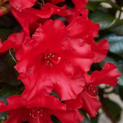 Zwergrhododendron Scarlet Wonder Rhododendron Repens Scarlet Wonder