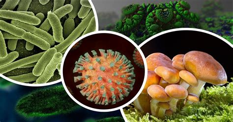 Bactérias Fungos E Vírus São Agentes Causadores De Diversas Patologias
