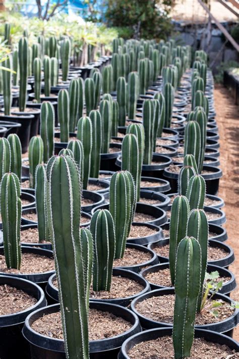 Mexican Fence Post Cactus (Pachycereus Marginatus) - J.J. Growers Nursery