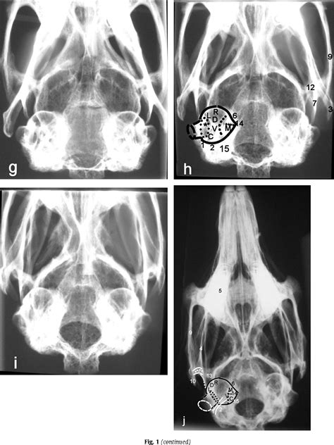 Radiographic Anatomy Of The Rabbit Skull With Particular Reference To