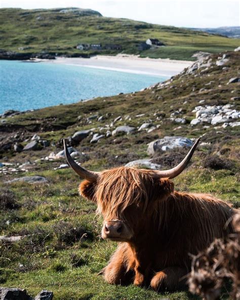 Visitscotland On Instagram A Scottish Classic A Coo And A View 😍 This