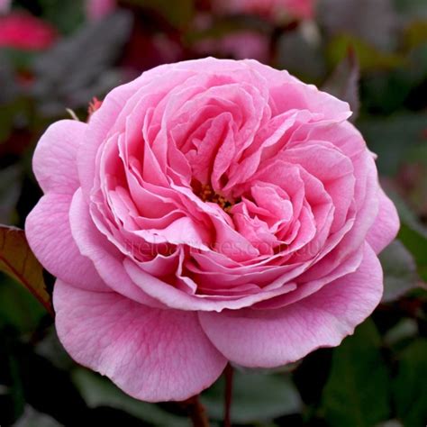 Hedging Rose Floribunda Summer Romance 175mm Pot Dawsons Garden World