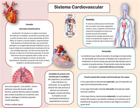 Infografía Sistema Cardiovascular Wendy Maldonado Udocz