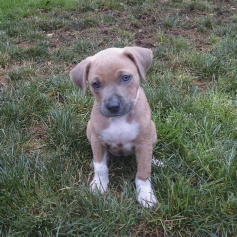 Dog Of The Day Roxie The Pit Bull Terrier Mix Puppy The Dogs Of San