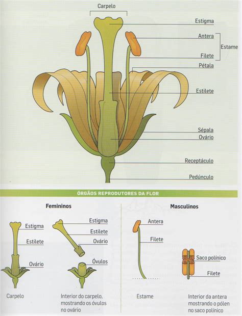 Fundamentais Para A Vida Das Flores