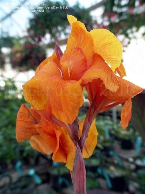 Science name of plant : PlantFiles Pictures: Orange-flowered Variegated Canna Lily ...