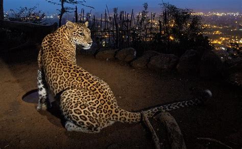 More than 60 per cent increase in population has been recorded over the previous estimate which was conducted in 2014, javadekar said after. 10 Best Places to Spot Wild Leopards in India