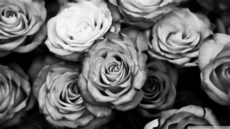 Free Download Roses Black And White Wallpaper 1920x1080 Roses Black And