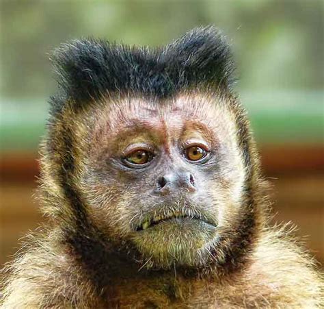 What animals live in south america? 19 Animals With Hilarious Hairstyles (and 3 with UGLY hair ...